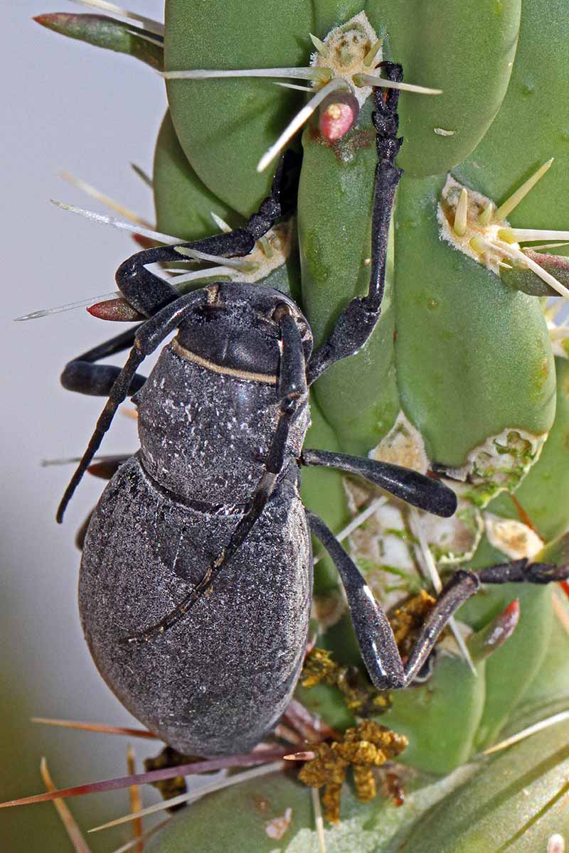 A close up vertical image of a cactus longhorn beetle (Moneilema armatum) on a plant.