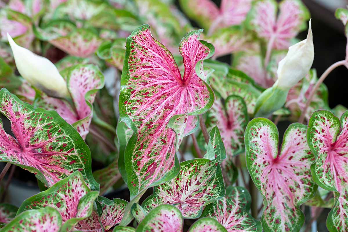 A close up horizontal image of green and pink caladiums growing in the garden.