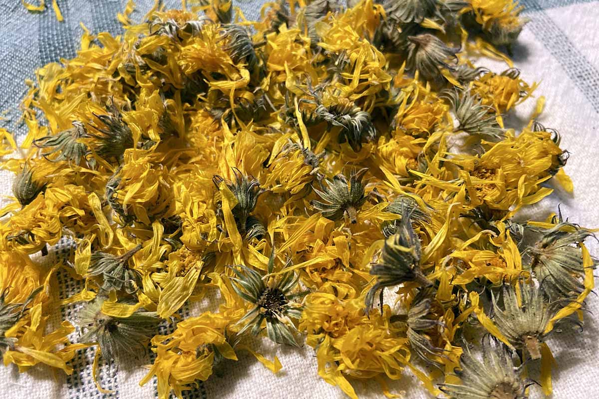A close up horizontal image of dried calendula flowers set on a dish cloth.