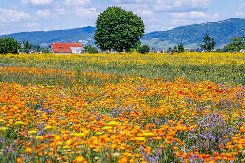 A horizontal image of a large meadow of native wildflowers with hills and a residence in the background.