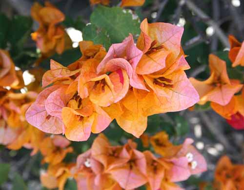 A close up of 'California Gold' bougainvillea growing in the garden.