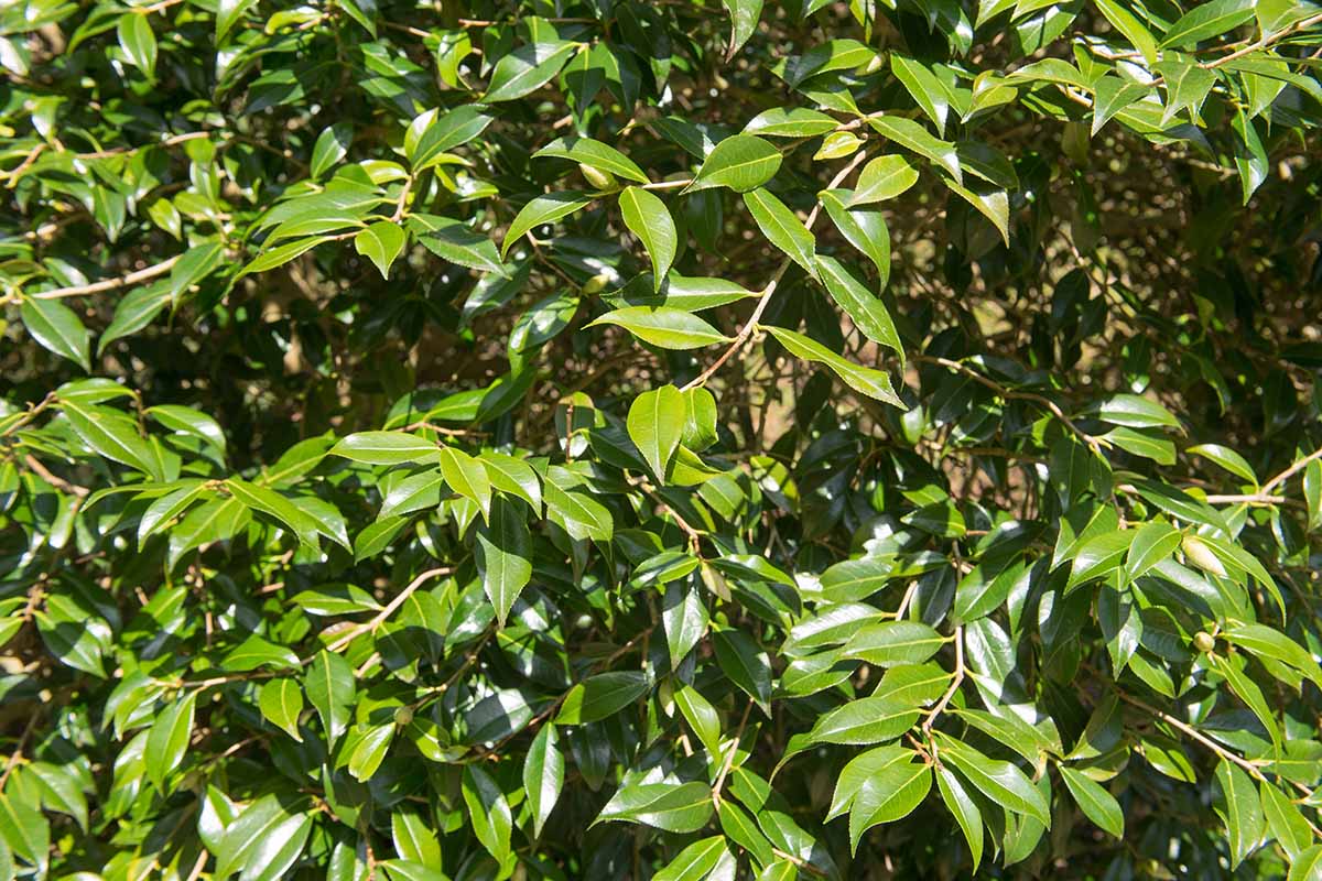 A horizontal image of the deep green foliage of a camellia plant pictured in bright sunshine.