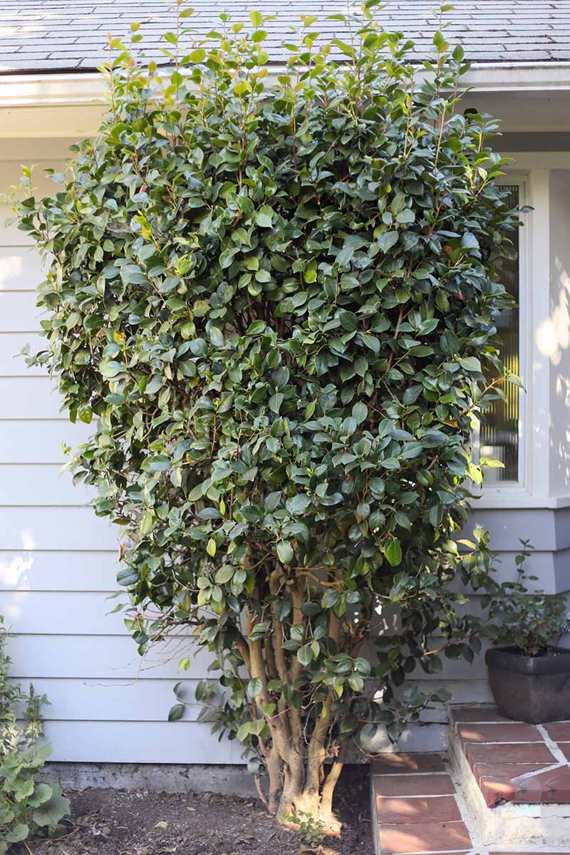 A close up vertical image of a camellia plant growing outside a residence.