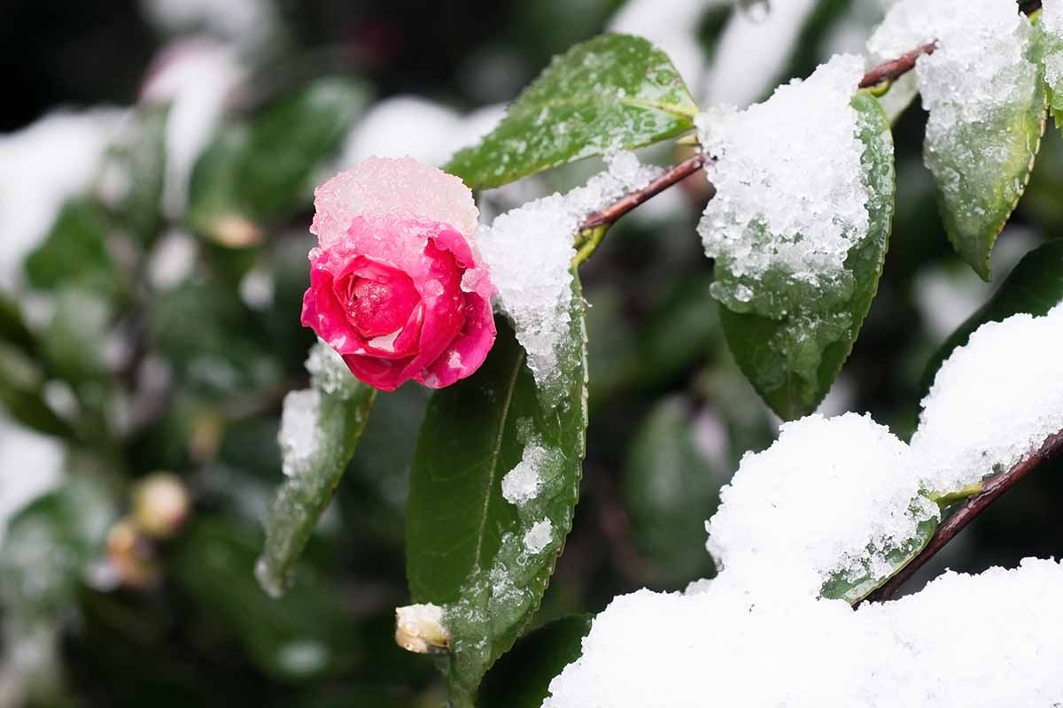 A close up horizontal image of a pink camellia flower covered in ice and snow pictured on a soft focus background.