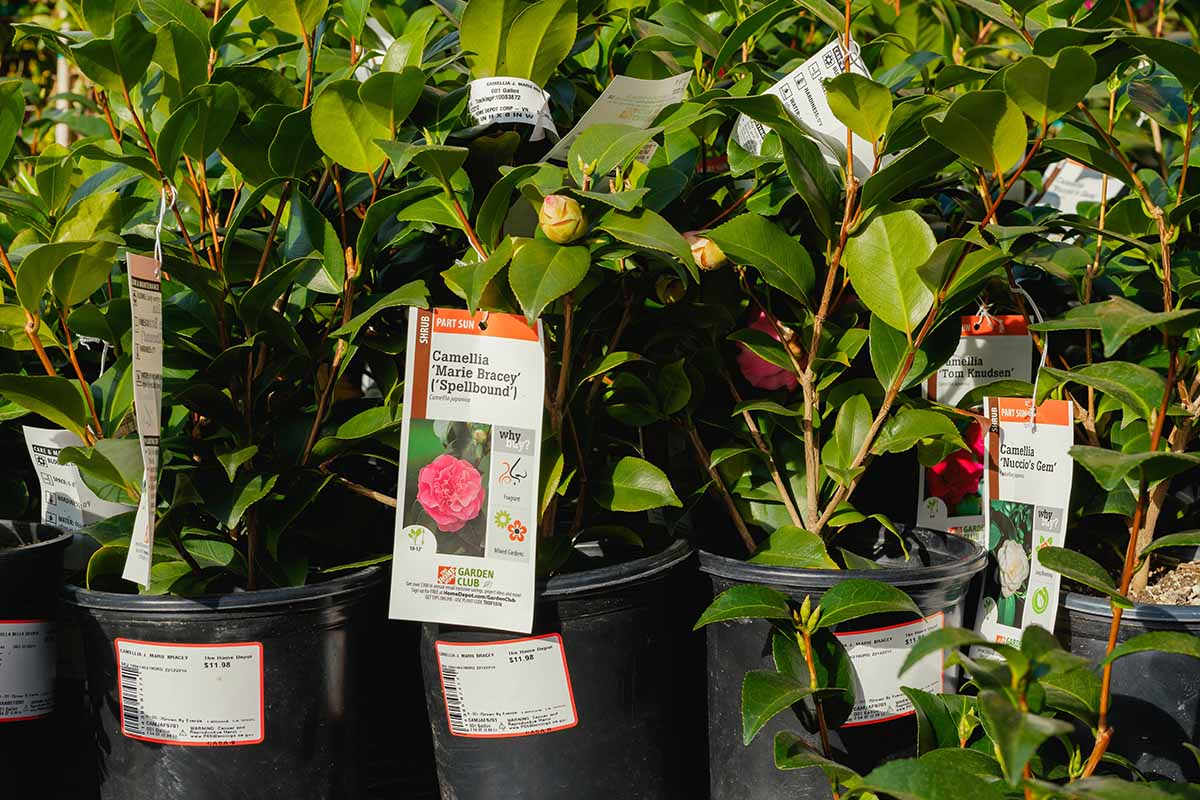 A close up horizontal image of potted camellias at a garden nursery pictured in light sunshine.