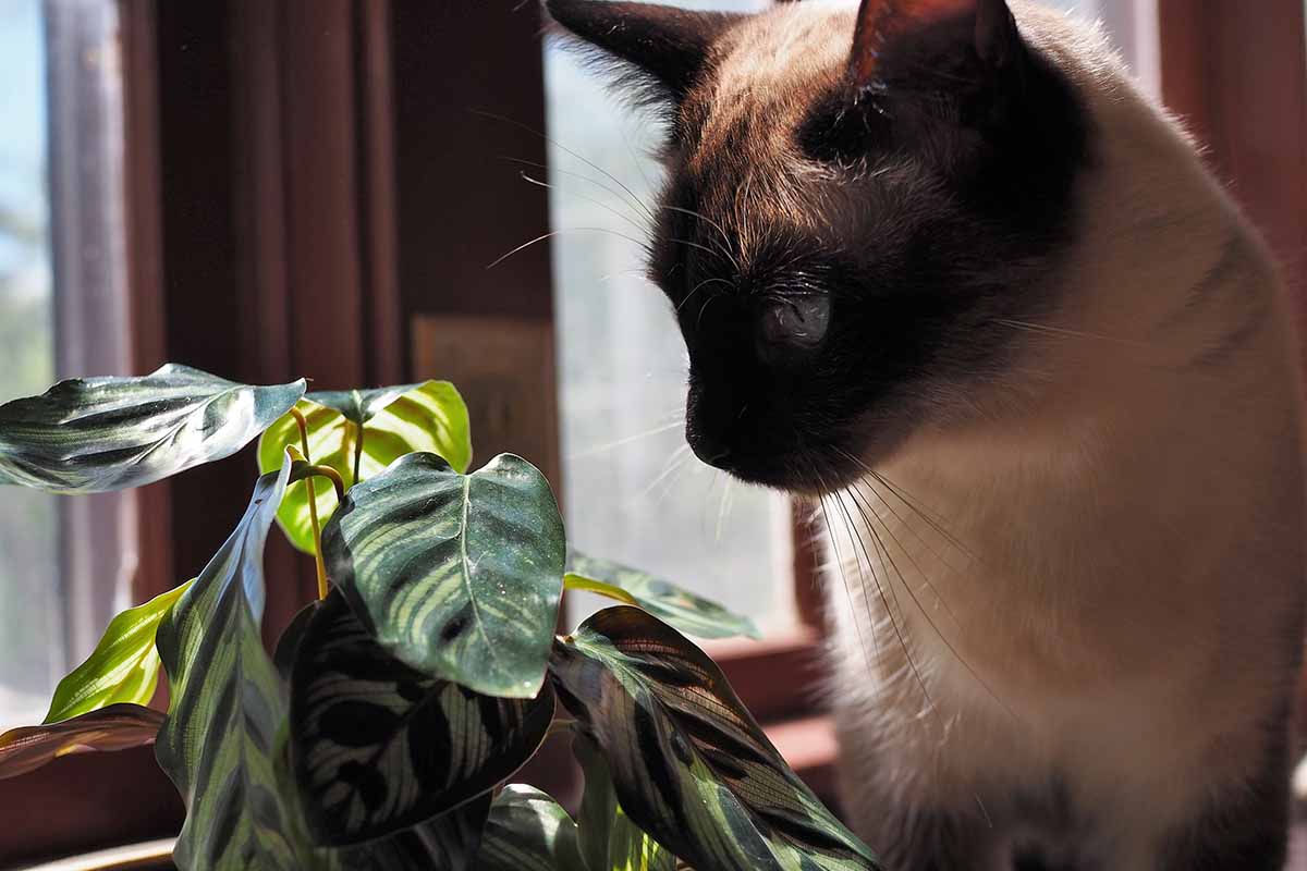 A close up horizontal image of a cat looking at a peacock plant in a windowsill.