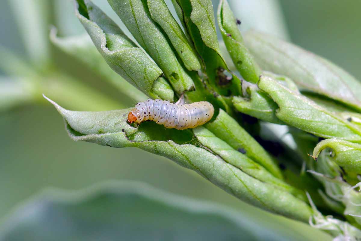 A close up horizontal image of a caterpillar laying waste to the leaves of a plant, pictured on a soft focus background.