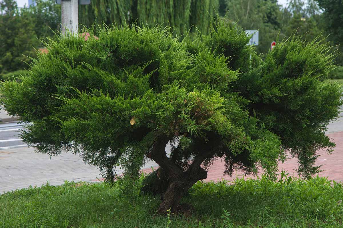 A close up horizontal image of a Chinese juniper growing in a garden border.