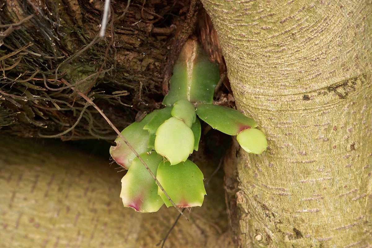 A close up horizontal image of a Christmas cactus (Schlumbergera) growing wild.