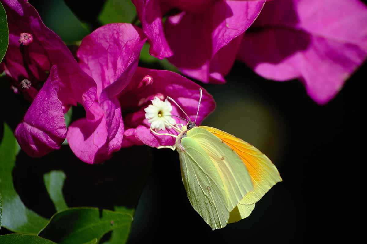 A close up horizontal image of a butterfly feeding from a pink bougainvillea flower pictured in bright sunshine on a dark background.