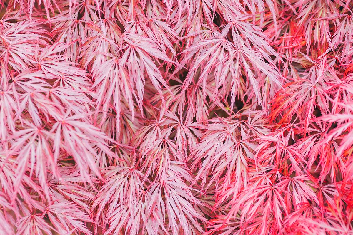 A close up horizontal image of the foliage of a red Japanese weeping maple.