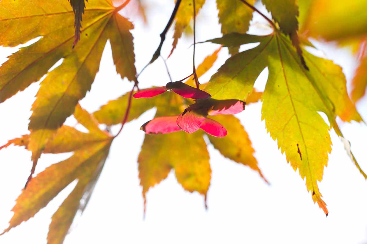 A close up horizontal image of Japanese maple samaras hanging from a branch pictured on a soft focus background.