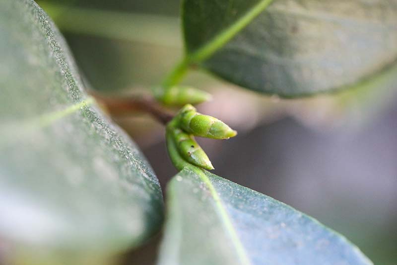 A close up horizontal image of a flower bud pictured on a soft focus background.
