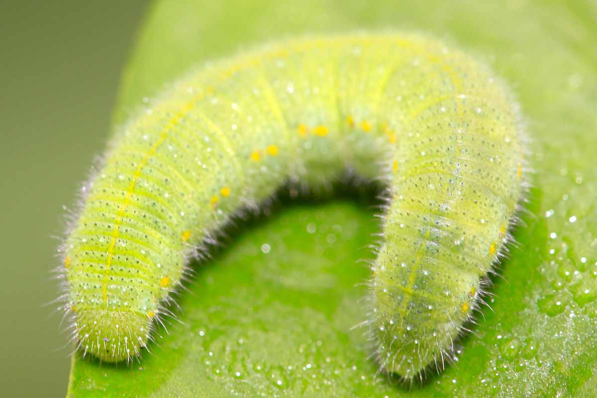 A close up horizontal image of a green fuzzy caterpillar on the surface of a leaf.