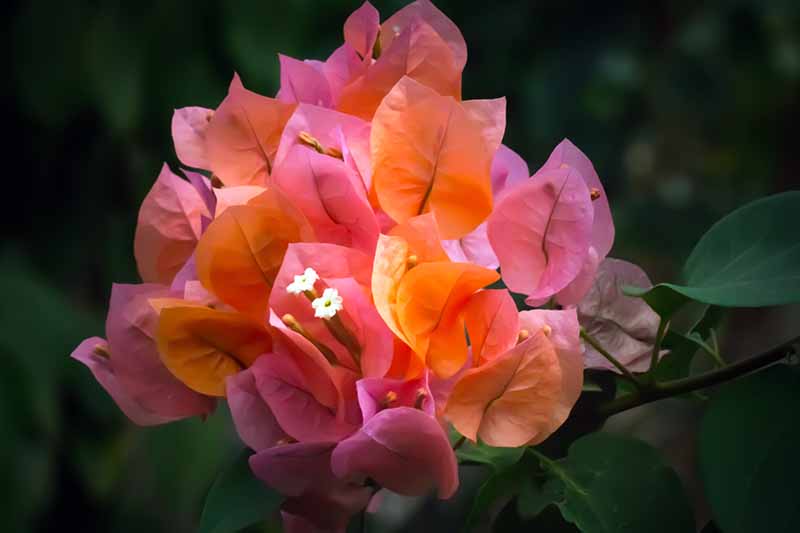 A close up horizontal image of a cluster of orange bougainvillea flowers pictured on a soft focus background.