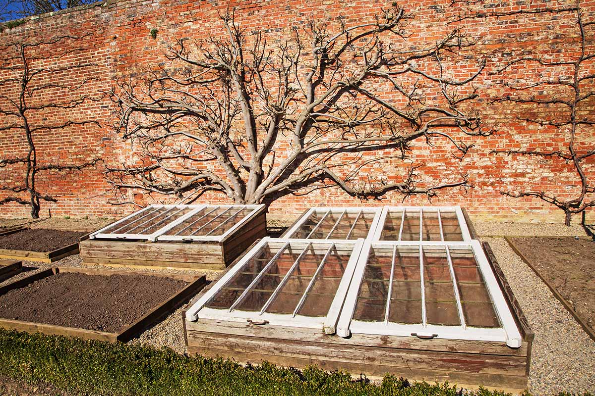 A horizontal image of neat rows of raised beds with covers with an espaliered fruit tree on a brick wall in the background.