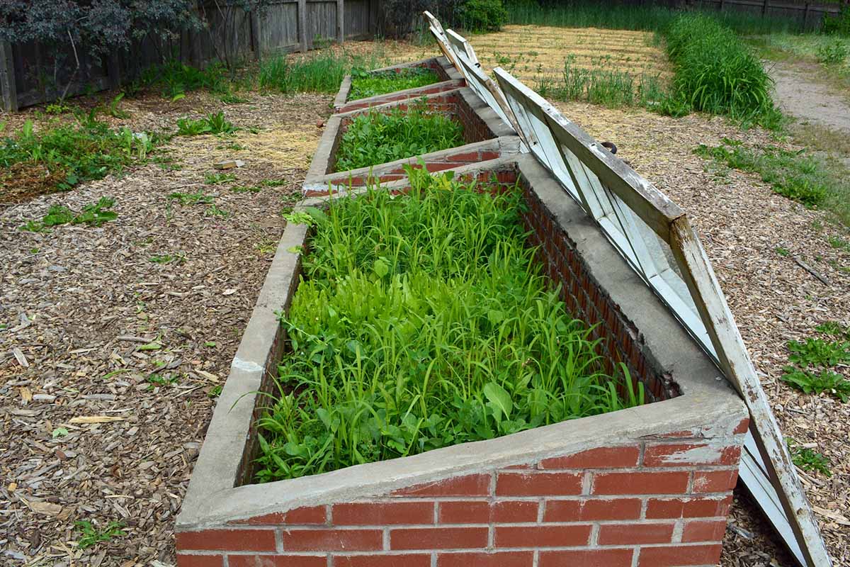 A horizontal image of three open cold frames made from brick in the garden.