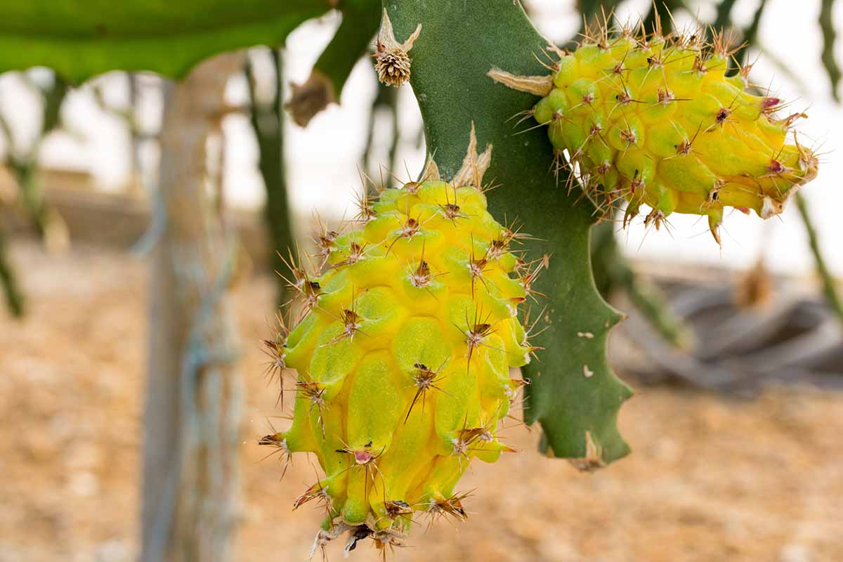 A close up horizontal image of yellow spiny dragon fruits growing on the plant pictured on a soft focus background.
