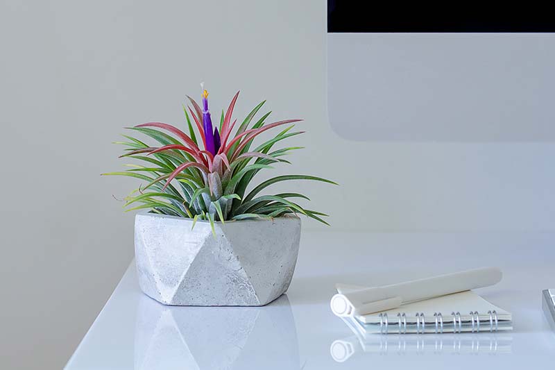 A close up horizontal image of a colorful air plant growing in a small pot set on a formal office desk (that's much tidier than mine).