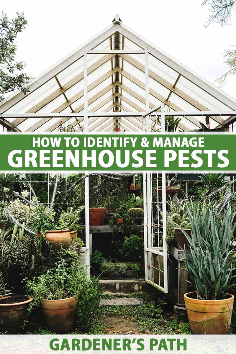 A vertical image of a greenhouse filled with plants in the backyard. To the center and bottom of the frame is green and white printed text.