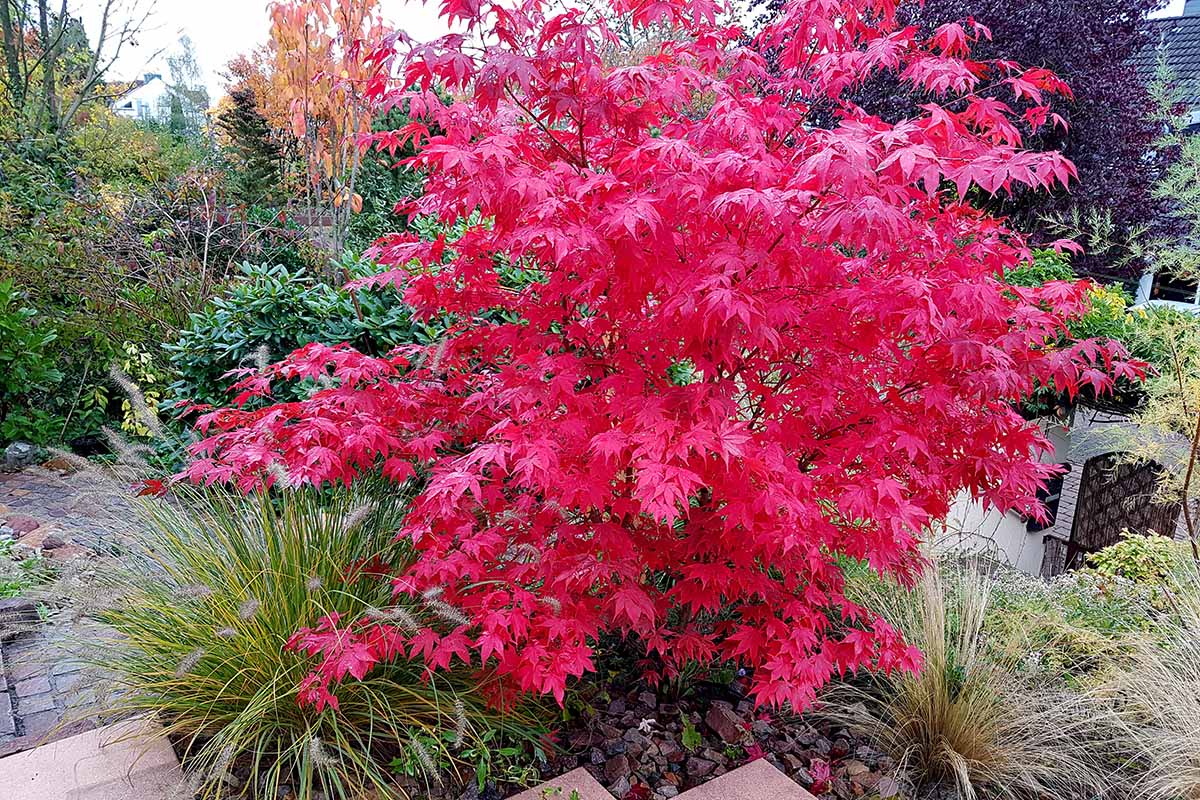 What to Grow under Japanese Maple Trees? 