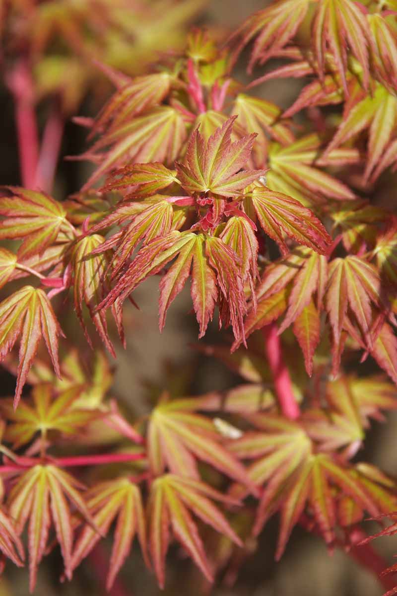 A vertical image of the foliage and stems of a coral bark Japanese maple tree.