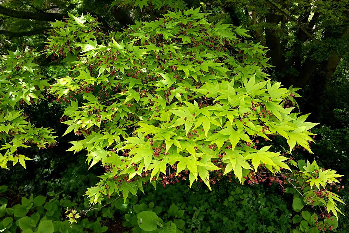 A close up horizontal image of the green foliage of Acer palmatum 'Sango-Kaku' growing in the garden.