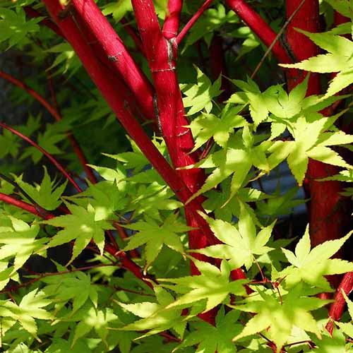 Um close-up da imagem quadrada das hastes vermelhas e folhagem verde de um bordo de casca de coral 'Sango-Kaku'.
