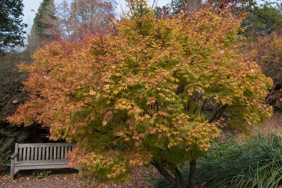 A close up horizontal image of a coral bark Japanese maple tree with fall colors growing in the garden with a park bench in the background.