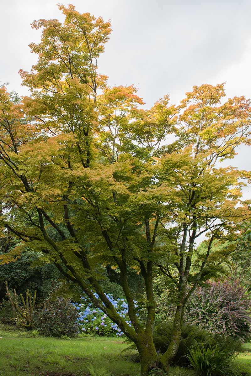 A vertical image of a large coral bark Japanese maple tree growing in the garden.