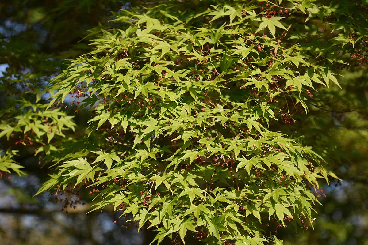 A close up horizontal image of the green foliage of a coral bark Japanese maple tree growing in the garden pictured in bright sunshine on a soft focus background.