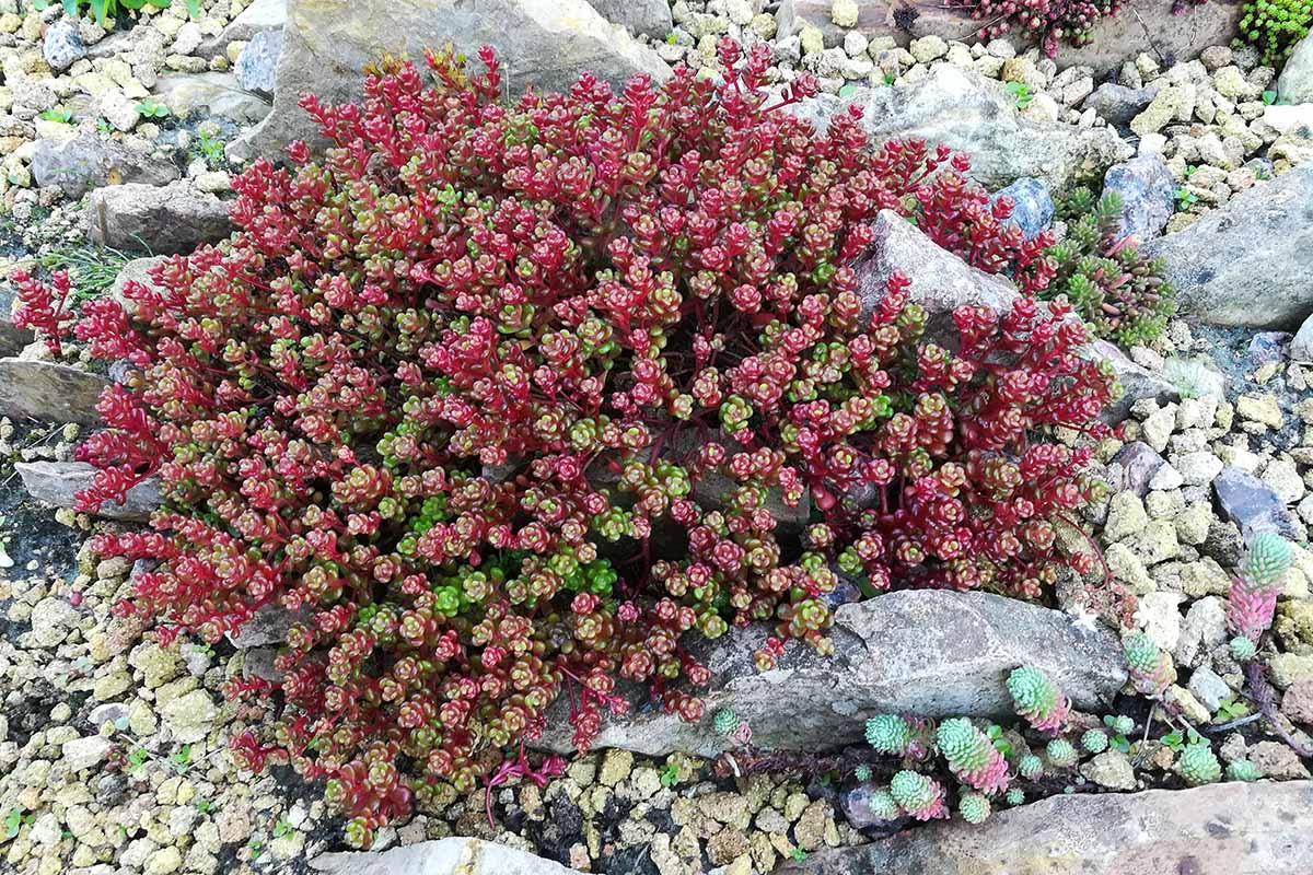 A close up horizontal image of creeping sedum growing as a ground cover in a rock garden.