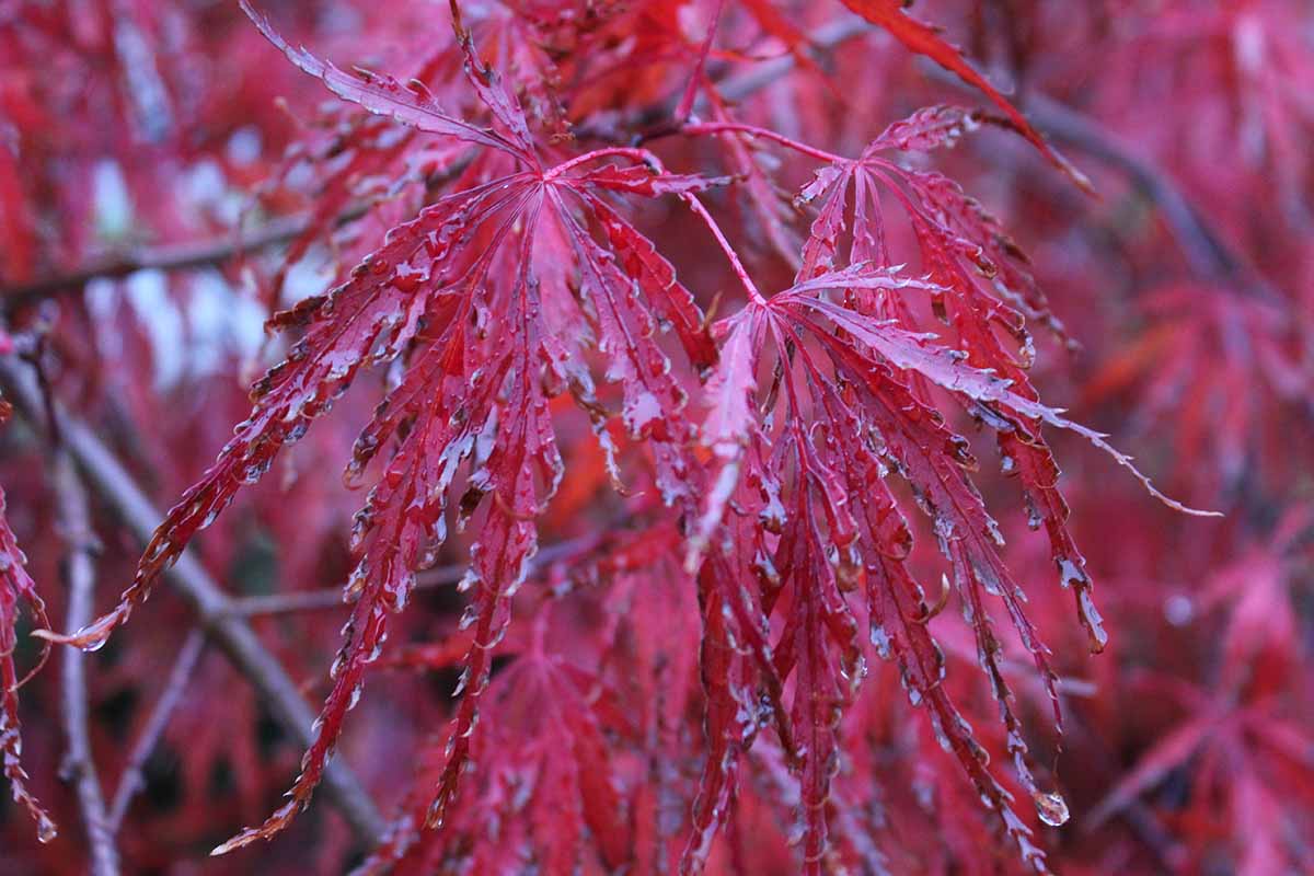 A close up horizontal image of the deep red foliage of Acer palmatum var. dissectum 'Crimson Queen' growing in the garden.