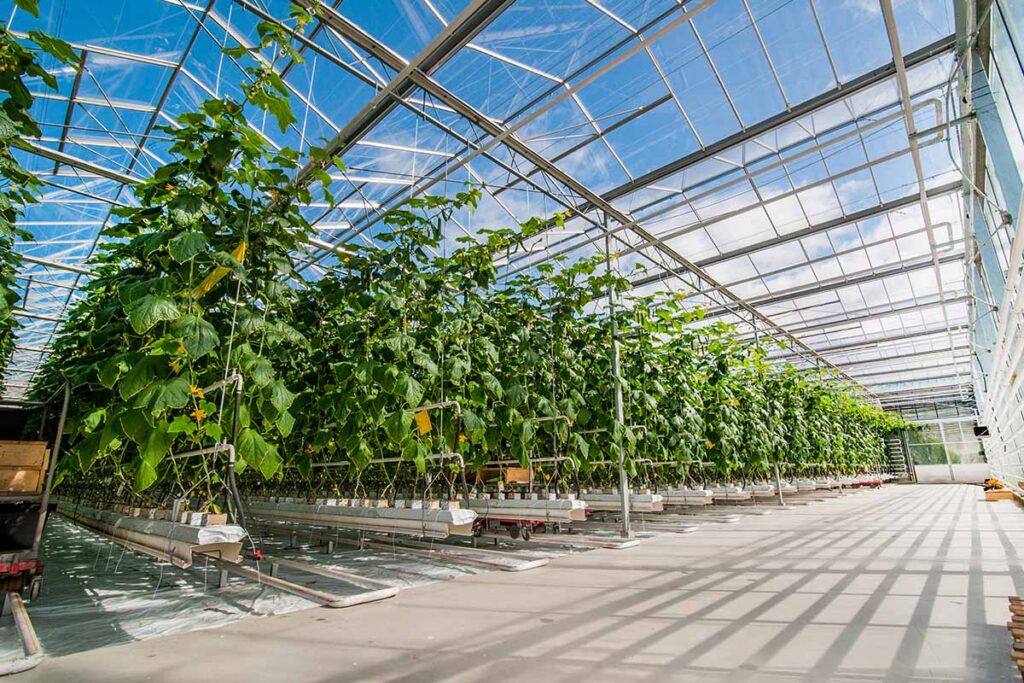 A horizontal image of a large commercial glasshouse with rows of cucumbers growing.