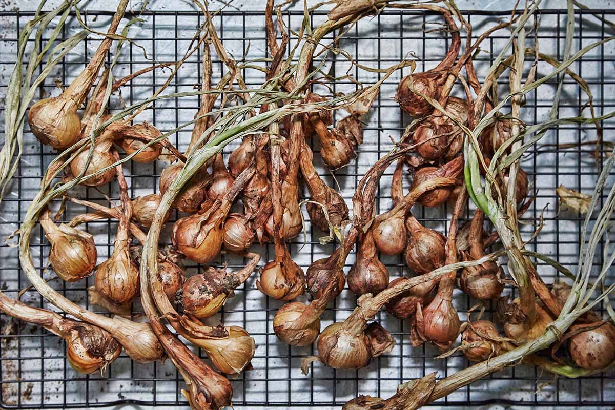 A close up horizontal image of garlic bulbs set on a baking rack to dry.