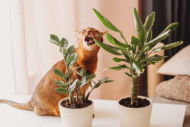 A close up horizontal image of a curious cat chewing on a houseplant.