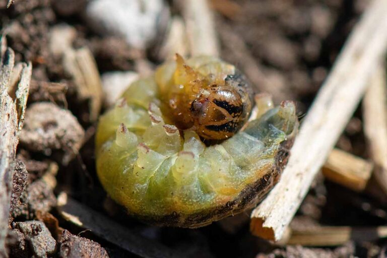 How to Identify and Manage Common Bok Choy Pests | Gardener’s Path