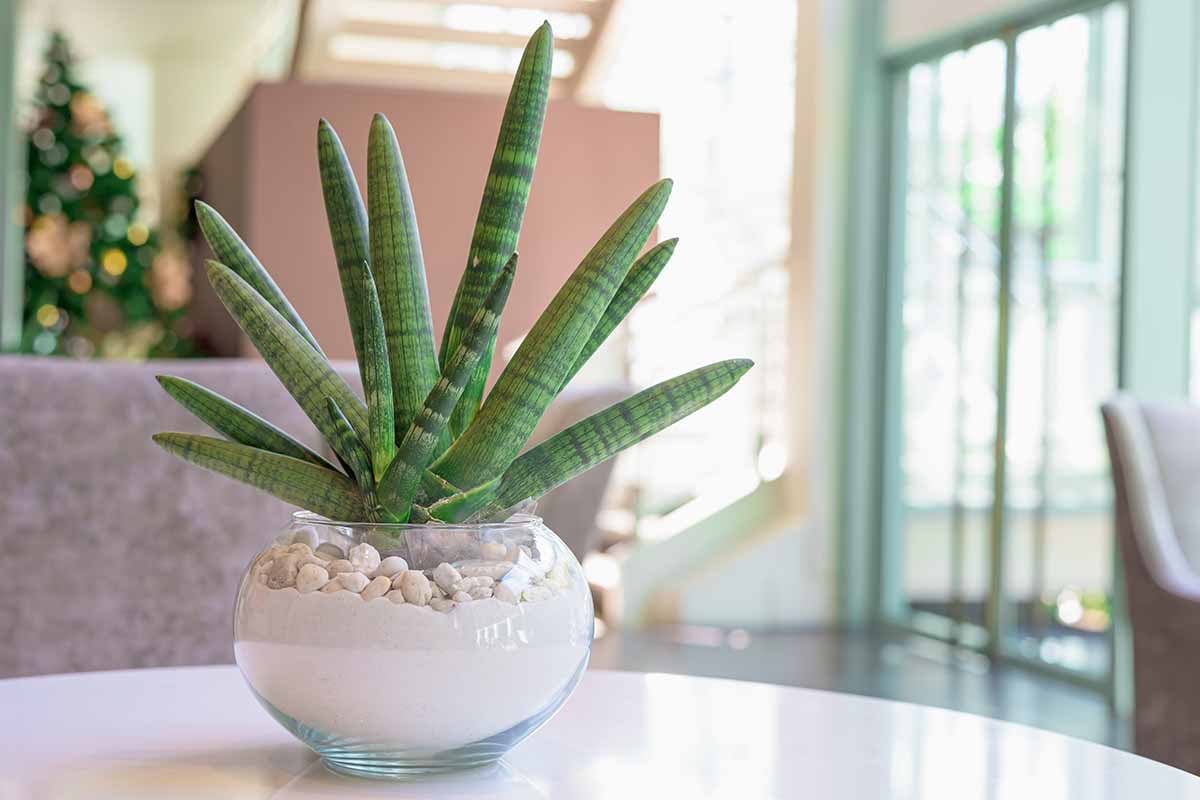 A close up horizontal image of a small snake plant with cylindrical foliage growing in a glass container on a white table.