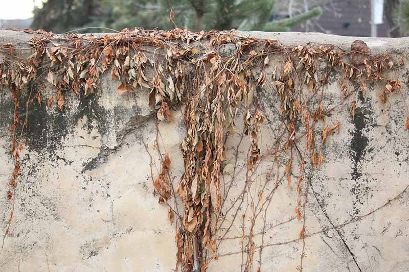 A horizontal image of a dead vine growing on a stone wall.