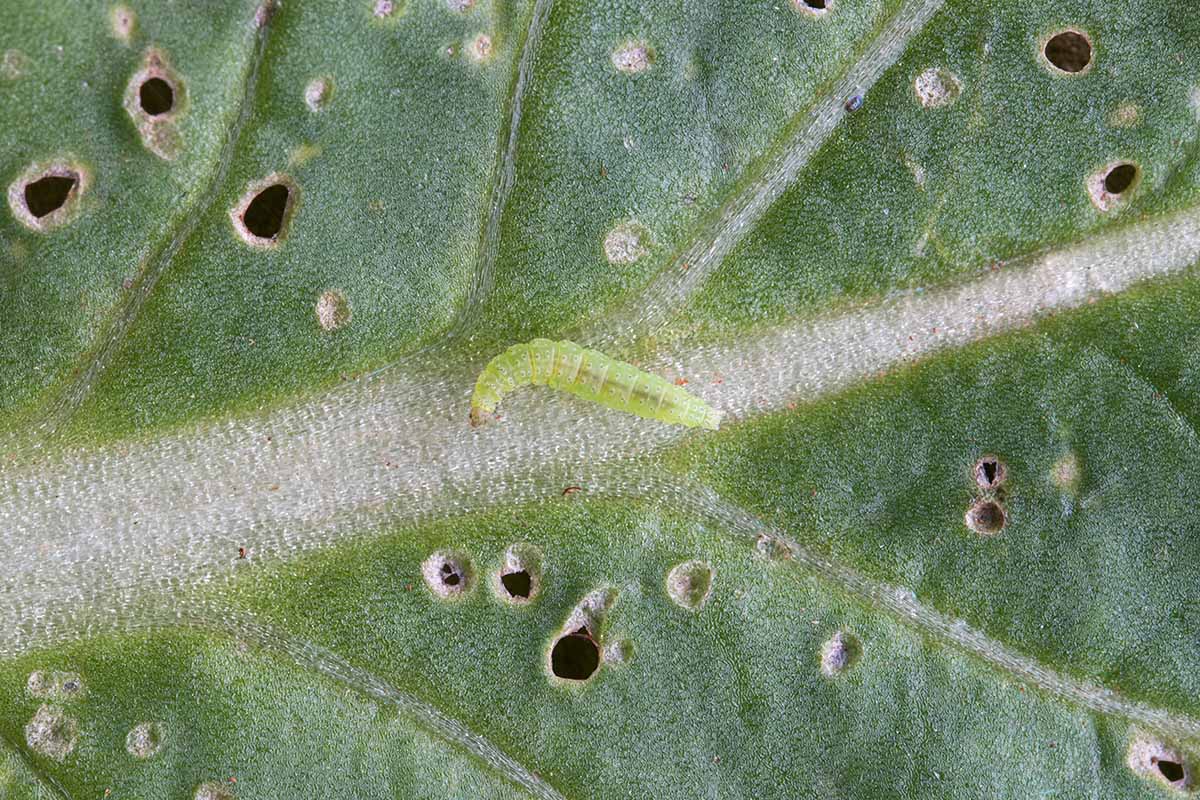 A close up horizontal image of a diamondback moth larvae munching on a leaf.