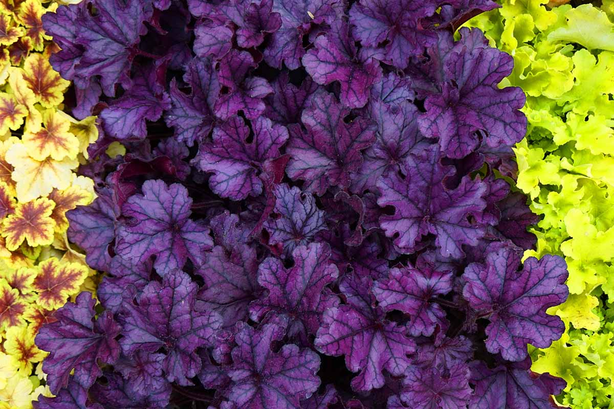 A close up horizontal image of green, purple, and brown and yellow bicolored Heuchera (coral bells) plants.