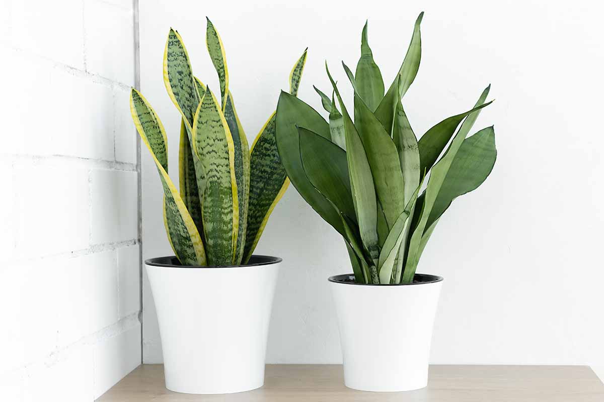 A close up horizontal image of two different types of snake plants growing in white pots set on a wooden surface.