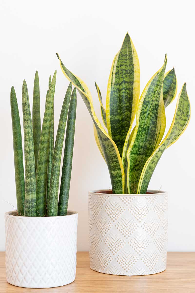 A close up vertical image of two potted snake plants of different species set on a wooden surface indoors.