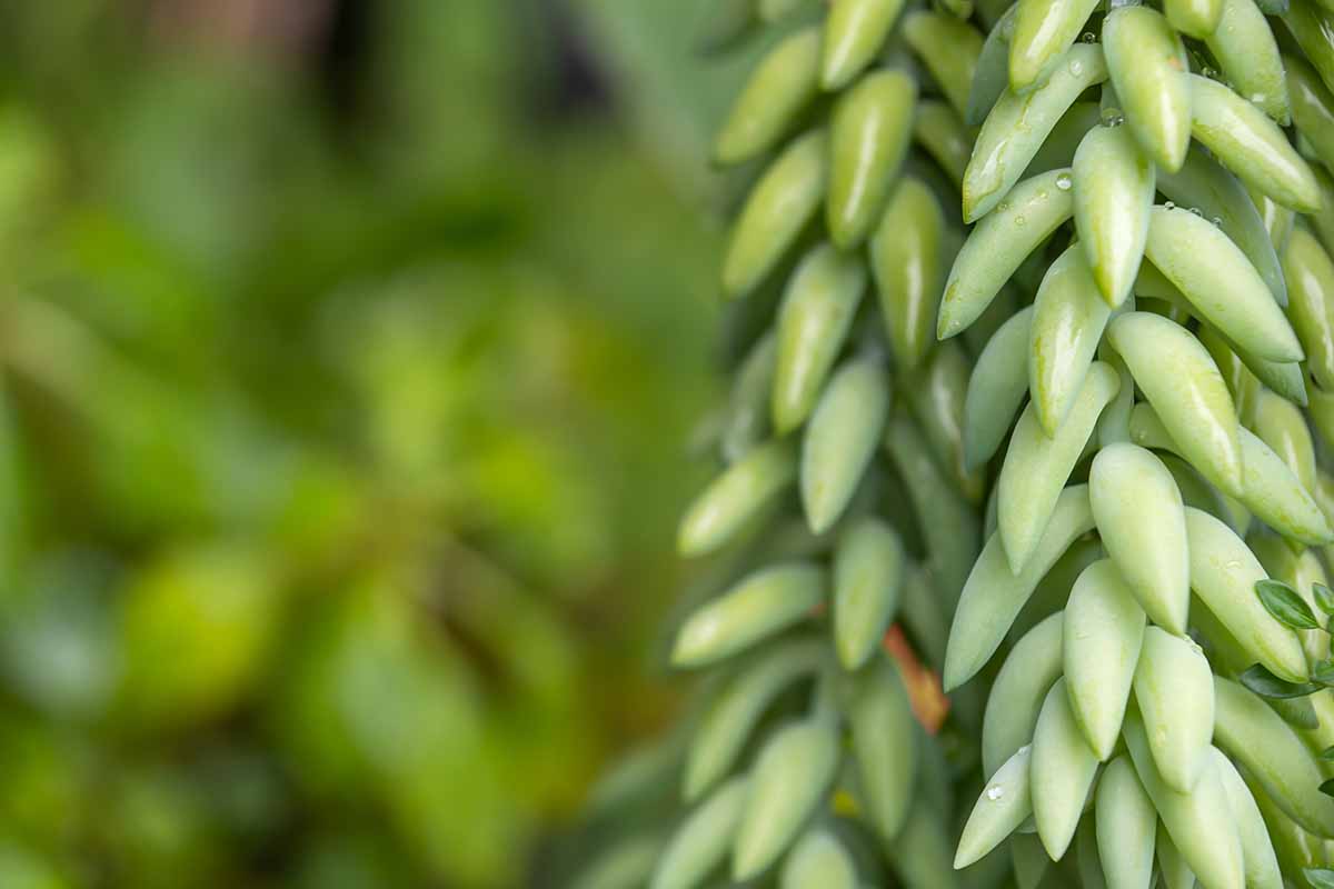 A close up horizontal image of the succulent foliage of donkey's tail pictured on a soft focus background.