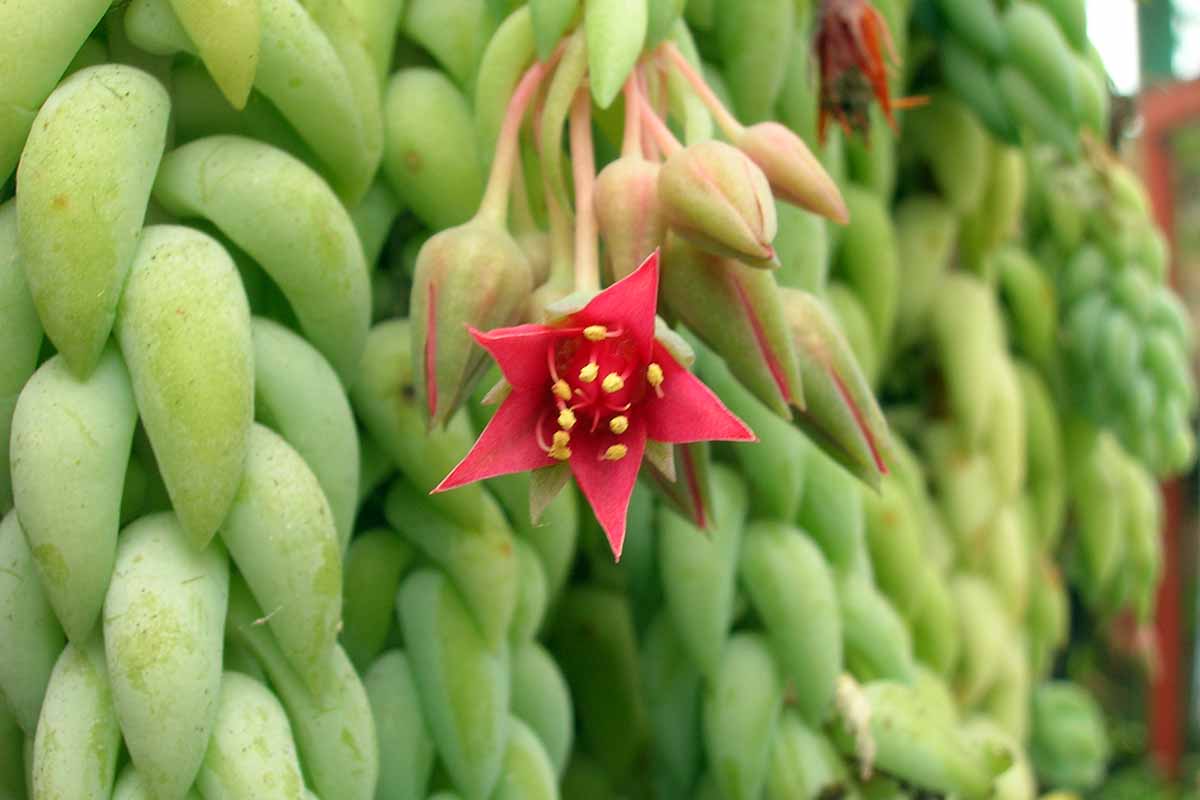 A close up horizontal image of a donkey's tail plant with a small red flower.