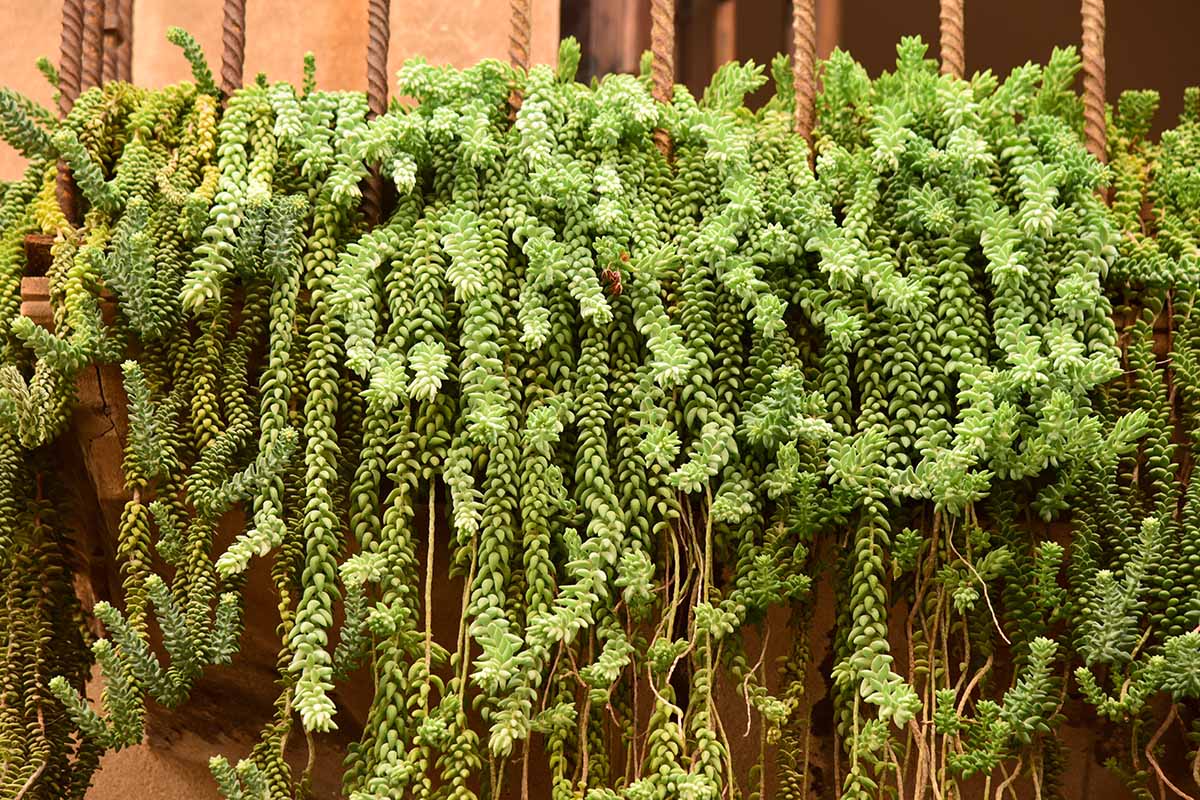 A close up horizontal image of Sedum morganianum plants trailing over the side of a metal balcony.