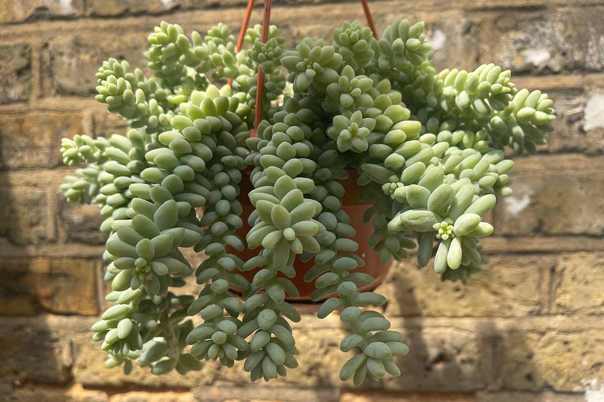 A close up horizontal image of a donkey's tail succulent plant (Sedum morganianum) growing in a hanging planter with a brick wall in the background.