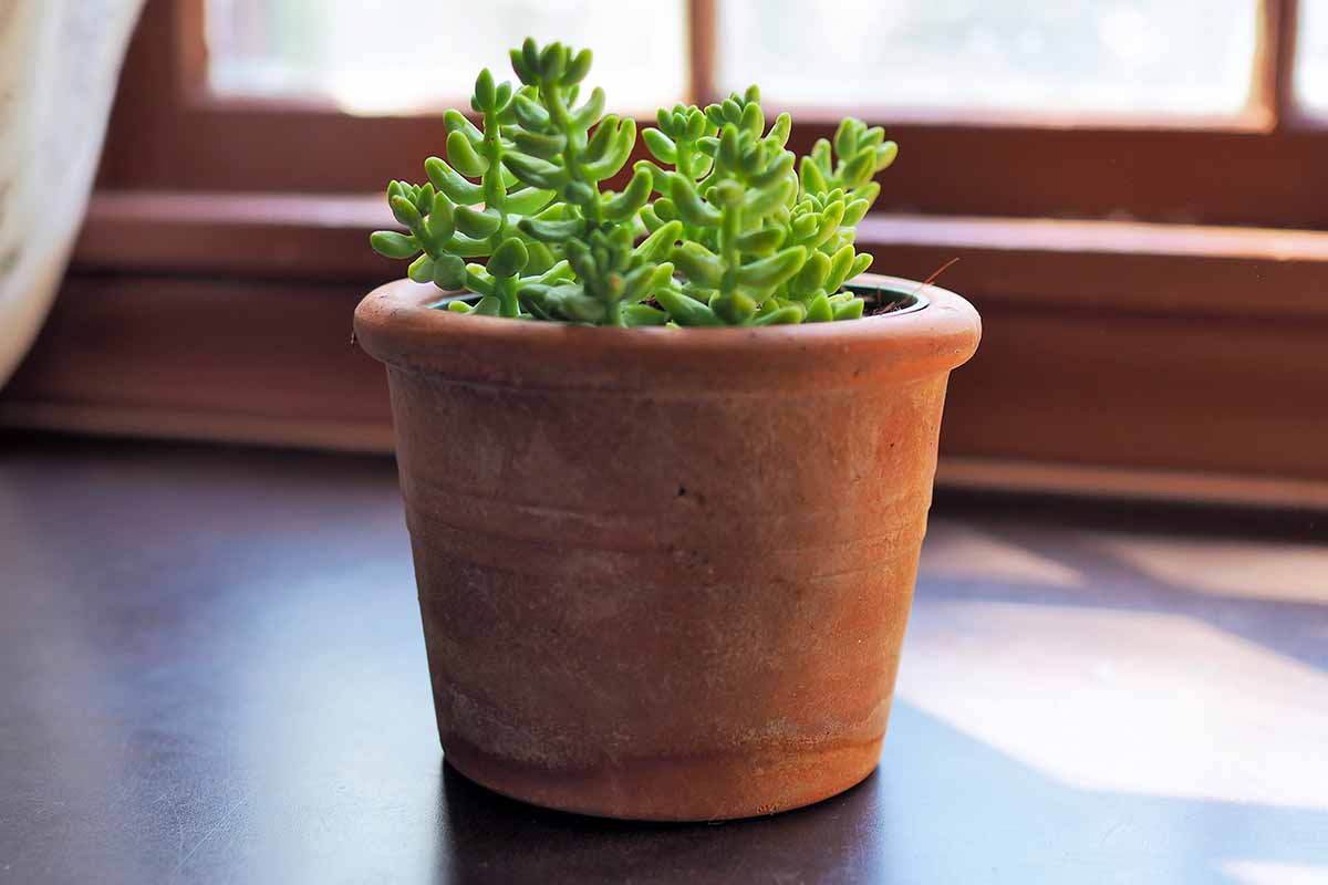 A close up horizontal image of a potted Sedum morganianum plant set on a wooden surface near a window.