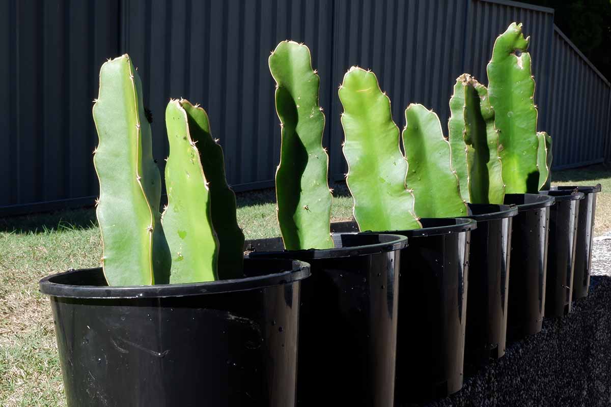 A close up horizontal image of pitaya cuttings planted in small black pots.