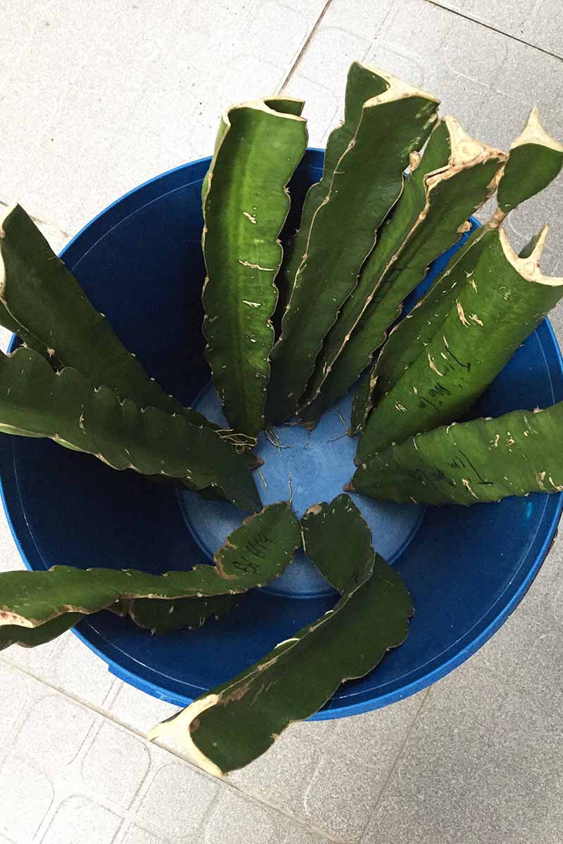 A vertical image of fresh dragon fruit tree cuttings set in a blue bucket ready for planting.